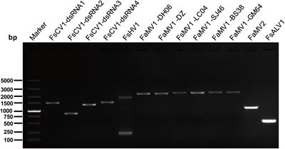 Virome Identification and Characterization of Fusarium sacchari and F. andiyazi: Causative Agents of Pokkah Boeng Disease in Sugarcane